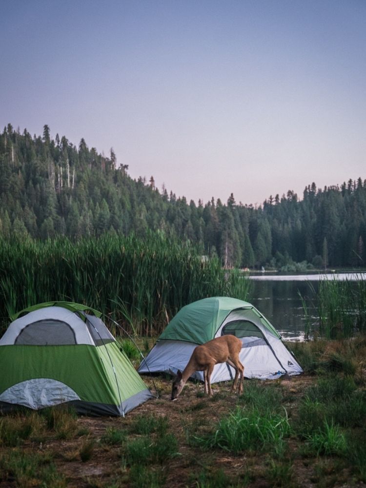 Tenting at YMCA Camp Sequoia Lake